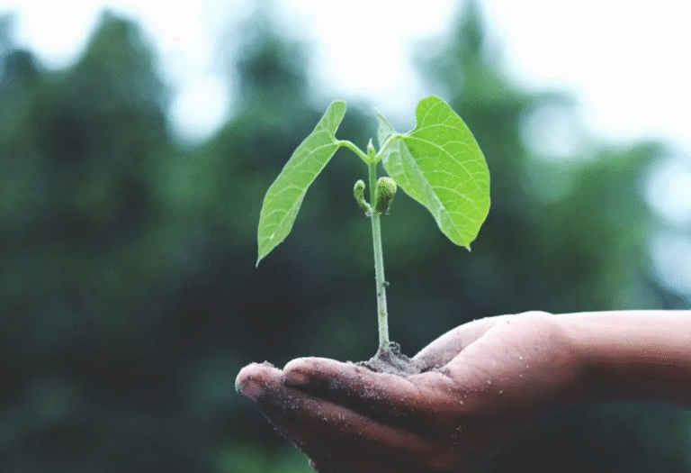 Growth Mindset and Problem-Solving Skills